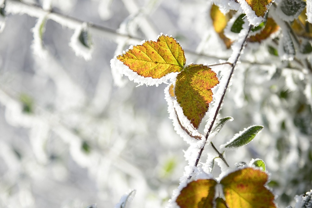 Cuidados invierno