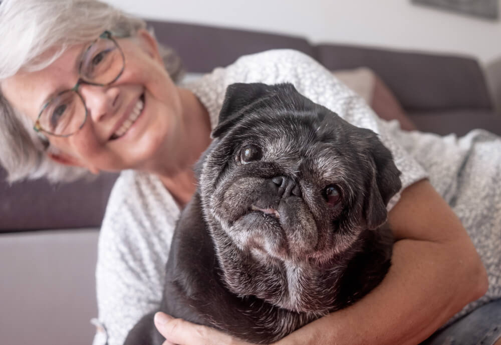 cuidados geriátricos mascotas
