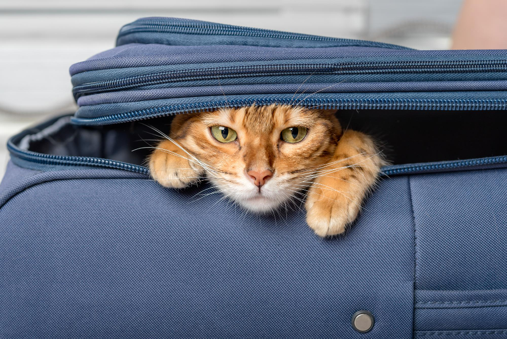 viajar con mascotas