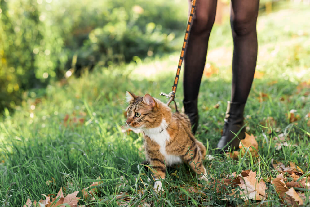 beneficios pasear a un gato