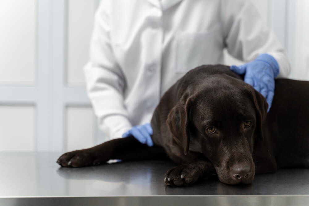 mascota muerde un medicamento humano