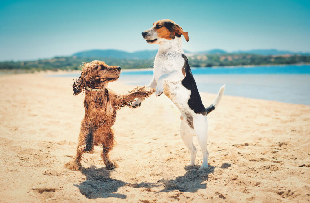 socialización de los perros