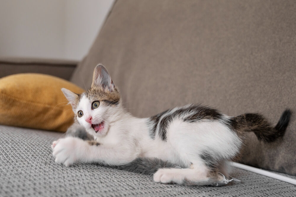 manías más extrañas de las mascotas