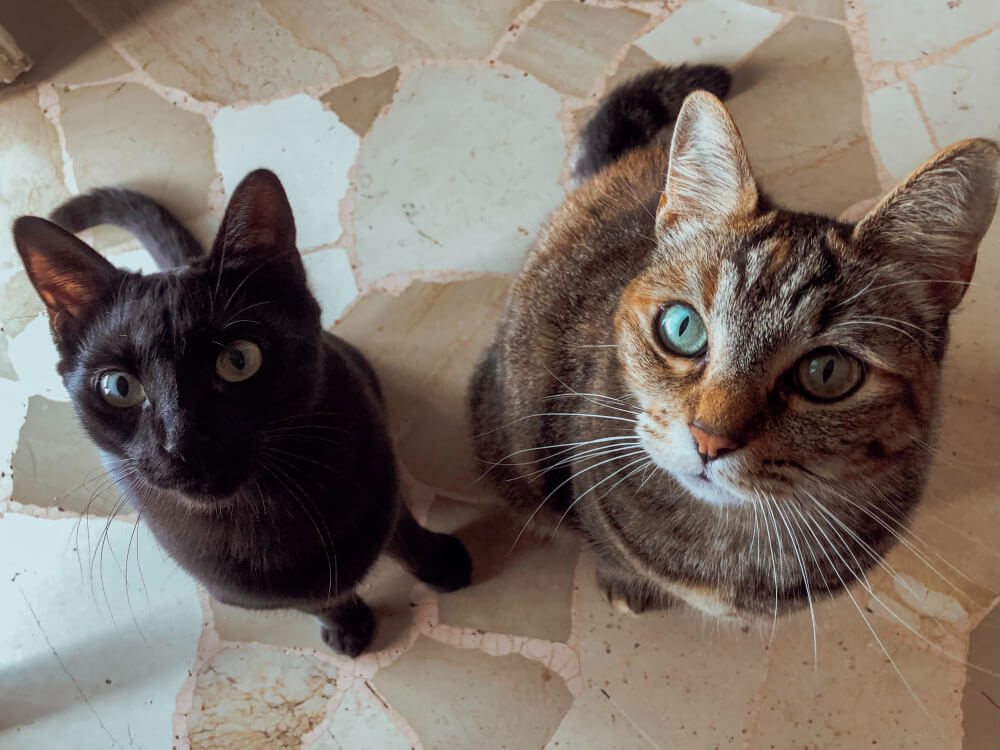 todos los gatos son iguales