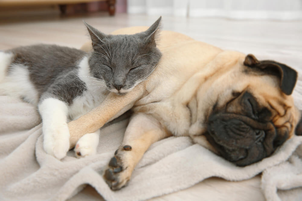 los animales sueñan