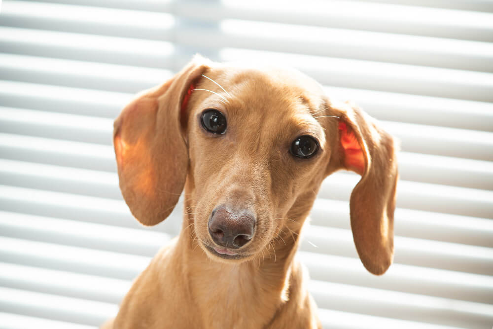 perros inclinan la cabeza cuando les hablas