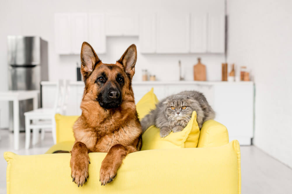 domesticación de perros