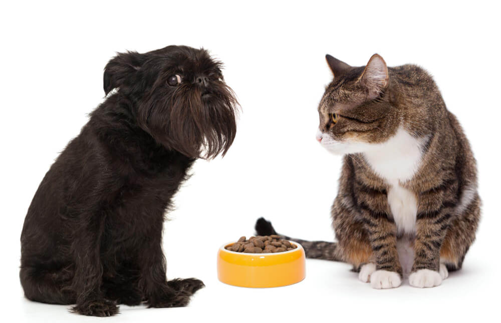 mitos alimentación perros y gatos