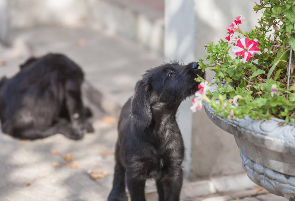 olfato de un perro